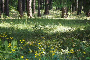 Obraz premium Coniferous forest in summer, sunny weather.
