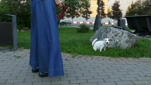 Pretty pregnant dog terrier pooing on street.