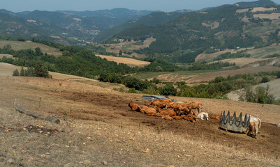 Cows resting in one of the mountain pastures.
