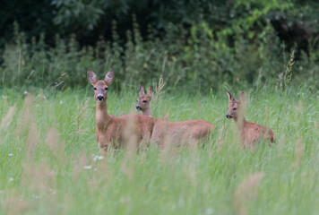 Attentive deer mother with two fawn 