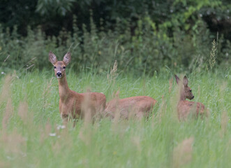 Deer mother with offspring in green meadow