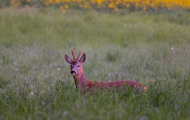 deer in the grass
