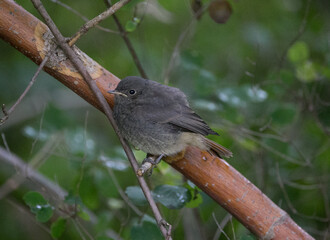 Baby young black redstart in the bushes