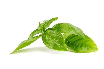 Basil herb leaves isolated on white
