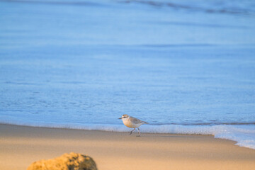 Western snowy plover along the beach, running along the sand
