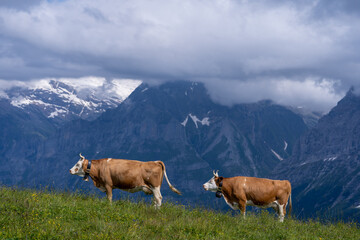 deux vaches de profil sur une crête avec une chaîne de montagne en fond