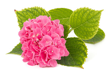 Inflorescence of the pink flowers of hydrangea, isolated on white background