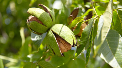 Walnut tree with walnut fruit in pericarp on branch - obrazy, fototapety, plakaty