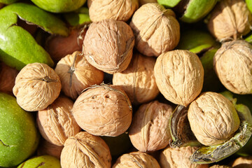 Walnuts and nut with pericarp harvest