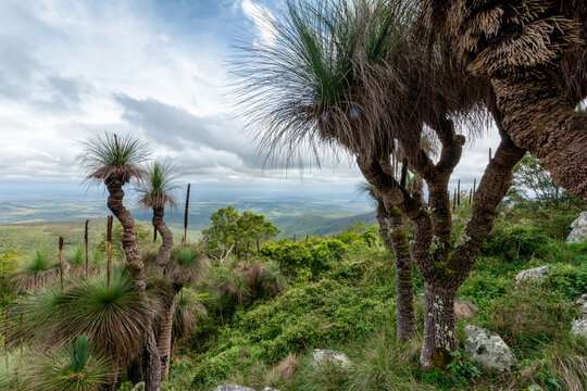 Beautiful shot of Bush grass trees in Bunya Mountains National Park, Queensland, Australia