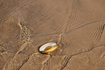 The shell of a bivalve mollusk on the sandy bottom of the river under water. Sandy bottom texture © Svetlana