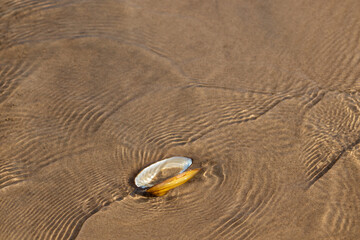 The shell of a bivalve mollusk on the sandy bottom of the river under water. Sandy bottom texture © Svetlana