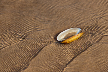 The shell of a bivalve mollusk on the sandy bottom of the river under water. Sandy bottom texture