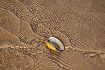 The shell of a bivalve mollusk on the sandy bottom of the river under water. Sandy bottom texture