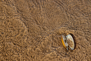 The shell of a bivalve mollusk on the sandy bottom of the river under water. Sandy bottom texture © Svetlana