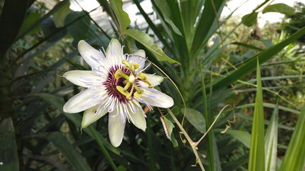 Passion flower (passiflora caerulea) a blue white summer flower plant a deciduous semi evergreen perennial climbing vine with an orange fruit picture