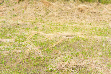 Closeup shot of dry mown grass