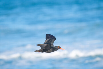 Oyster catchers flying over the ocean, along the coast of South Africa