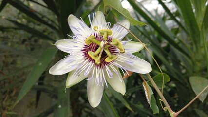 Passion flower (passiflora caerulea) a blue white summer flower plant a deciduous semi evergreen perennial climbing vine with an orange fruit picture