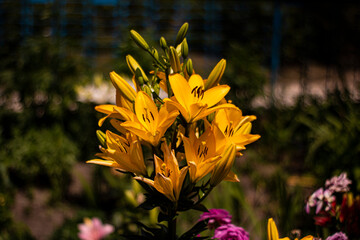 Bouquet of yellow lilies in the summer garden