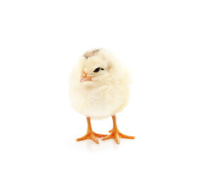 Small yellow chicken.