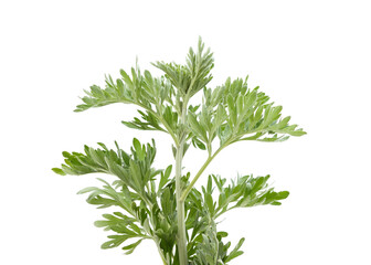Beautiful green wormwood.
