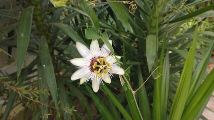 Passion flower (passiflora caerulea) a blue white summer flower plant a deciduous semi evergreen perennial climbing vine with an orange fruit picture