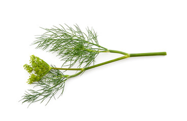 Bunch of green dill.