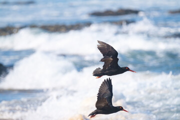 Oyster catchers flying over the ocean, along the coast of South Africa