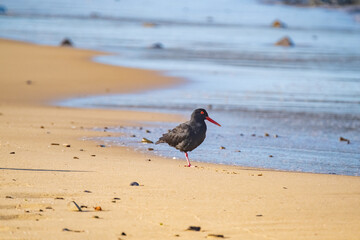 Beautiful Oyster Catcher birds on the beach, in South Africa, along the coast
