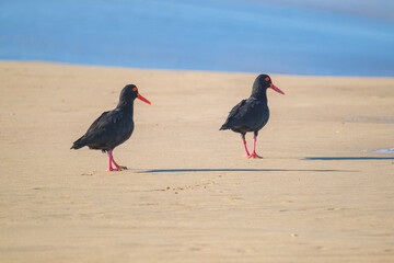 Beautiful Oyster Catcher birds on the beach, in South Africa, along the coast