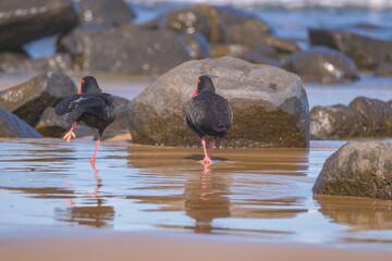 Beautiful Oyster Catcher birds on the beach, in South Africa, along the coast
