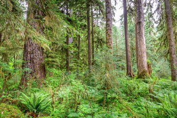 Lush green trees, ferns and moss in Hoh rainforest