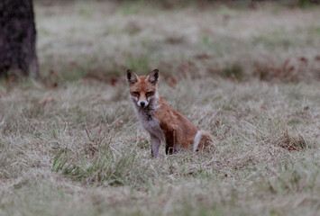 Vintage fox sitting in grass vintage