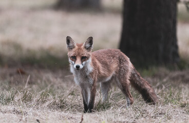 vintage fox photography 