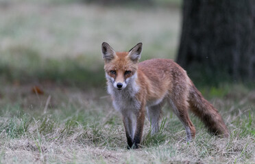 Fox portrait on grassland