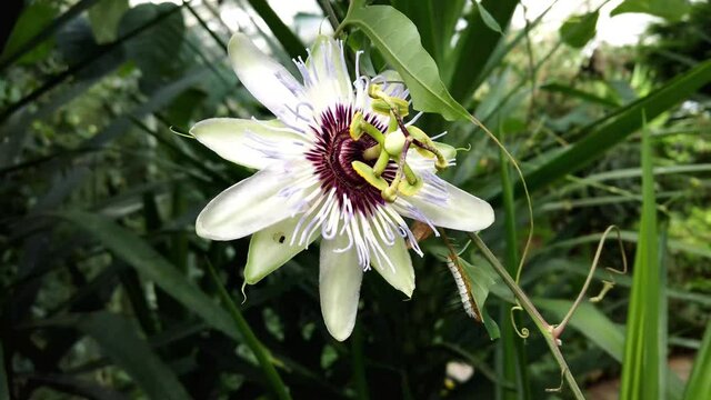 Passion flower (passiflora caerulea) a blue white summer flower plant a deciduous semi evergreen perennial climbing vine with an orange fruit video footage clip 4K