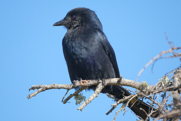 Fork tailed drongo perched in the sunlight for warmth