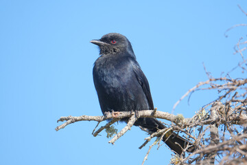 Fork tailed drongo perched in the sunlight for warmth