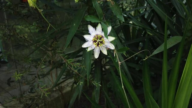 Passion flower (passiflora caerulea) a blue white summer flower plant a deciduous semi evergreen perennial climbing vine with an orange fruit video footage clip 4K