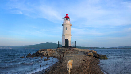 Fototapeta na wymiar Lighthouse Egersheld, Vladivostok, Russia. Summer evening in Vladivostok in the far east of Russia. A little Shiba Inu running towards a white lighthouse with a red cone roof