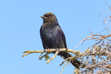 Fork tailed drongo perched in the sunlight for warmth