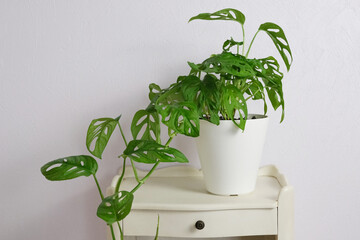  Monstera deliciosa in pot on light purple background on nightstand. Home gardening minimalist trendy concept. Close up. Copy space