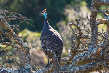 Guineafowl in nature, perched in a tree