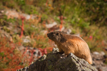 Marmotte