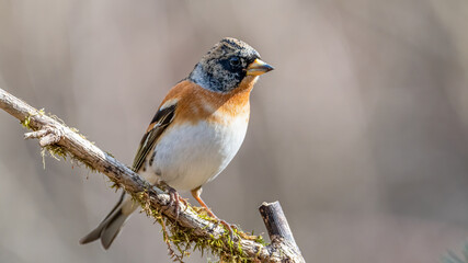 bird, natur, wild lebende tiere, spatz, tier, schnabel, finch, ast