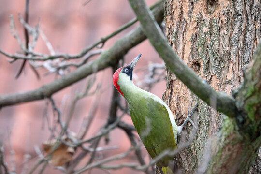 Green woodpacker with red head at catalpa tree