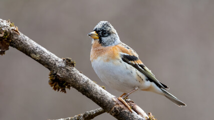 bird, natur, wild lebende tiere, spatz, tier, finch, ast, 