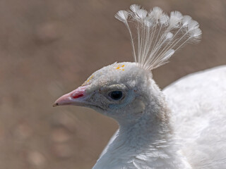 Beautiful white peacock close up, portrait