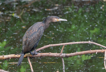 Phalacrocorax carbo great cormorant, standing on the branch